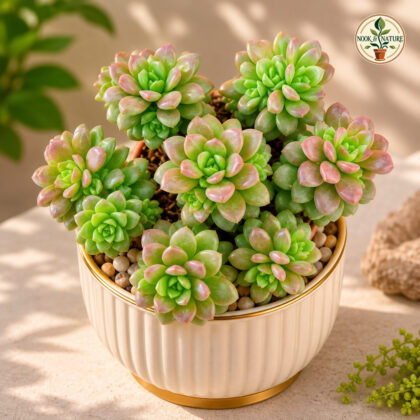 Sedum Cremnosedum Little Gem Miniature Jewel Succulent H3 - Nook & Nature