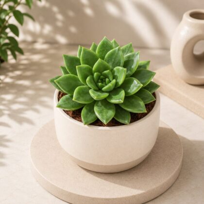Sedum Green China Compact Green Rosette Succulent H2 - Nook & Nature