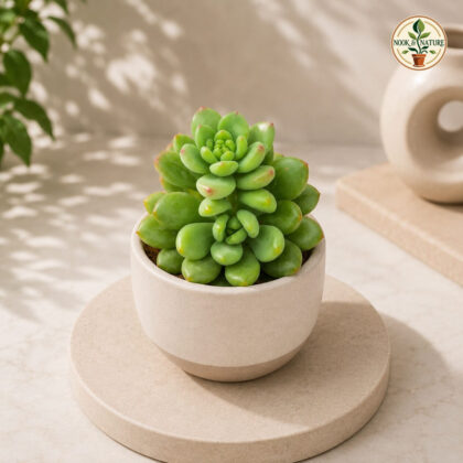 Sedum hybrida ‘Alice Evans’ – Silver Green Rosette Succulent - Nook & Nature