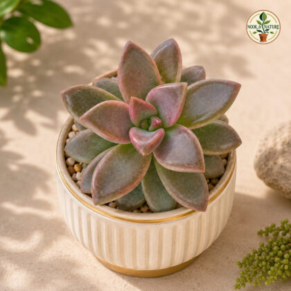 Sedum Hybrida ‘Alpenglow’ – Alpine Glow Succulent - Nook & Nature