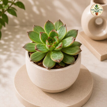 Sedum Hybrida Golden Glow Golden Tipped Rosette Succulent H1 - Nook & Nature