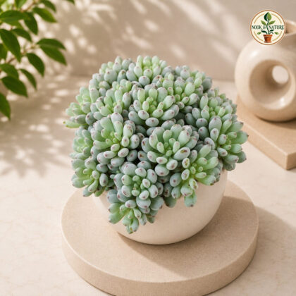 Sedum hybrida ‘Silver’ – Silvery Green Rosette Succulent - Nook & Nature