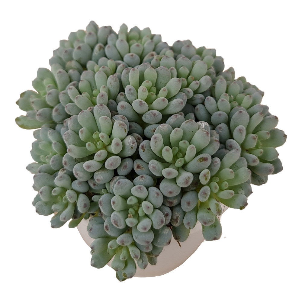Sedum hybrida ‘Silver’ – Silvery Green Rosette Succulent - Nook & Nature