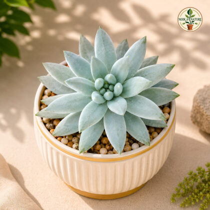 Sedum Hybrida Super Silver Silver Glow Succulent H1 - Nook & Nature