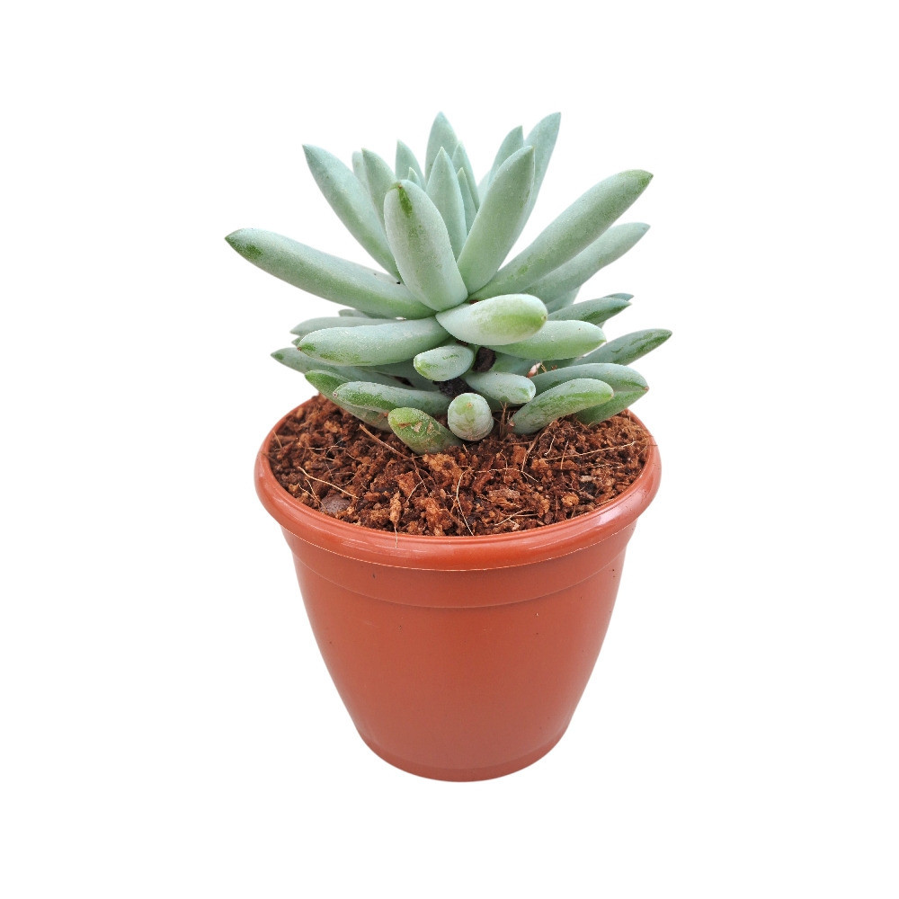 Sedum Hybrida ‘Super Silver’ – Silver Glow Succulent - Nook & Nature