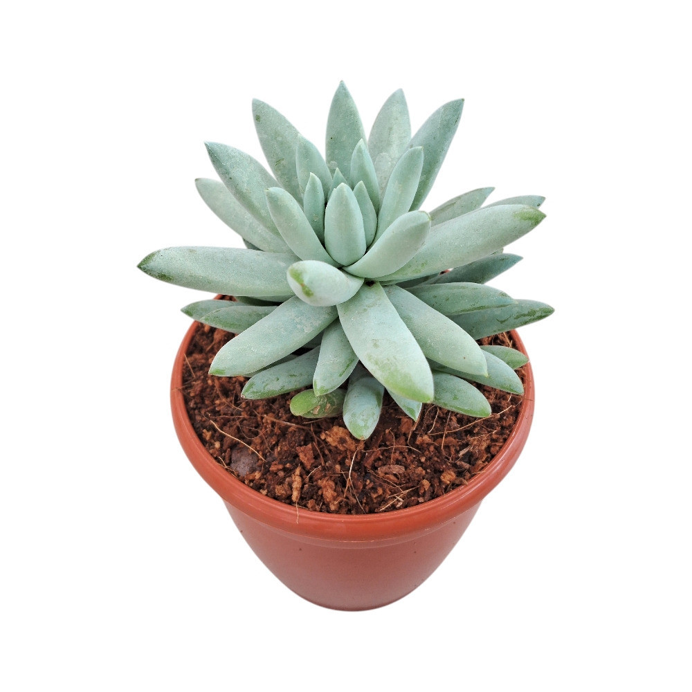 Sedum Hybrida ‘Super Silver’ – Silver Glow Succulent - Nook & Nature
