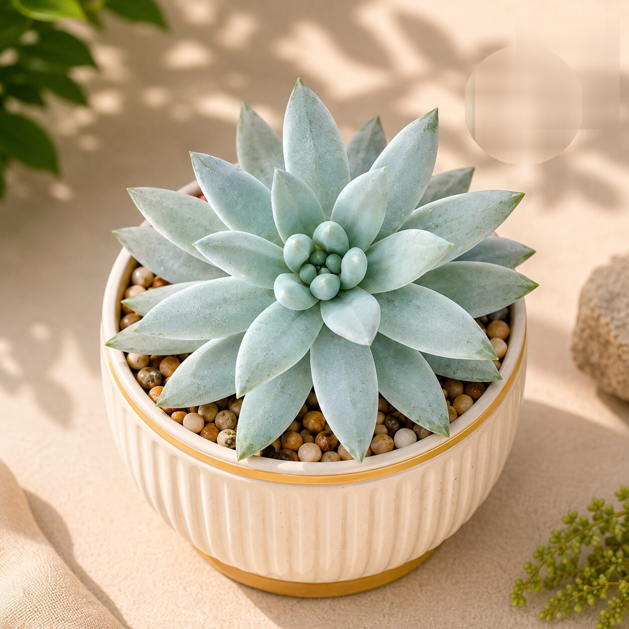 Sedum Hybrida Super Silver Silver Glow Succulent H1 - Nook & Nature