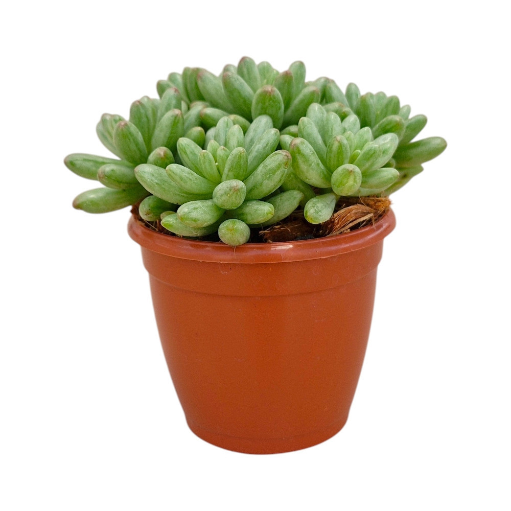 Sedum Rubrotinctum ‘Aurora’ – Pink Aurora Jelly Bean Succulent - Nook & Nature