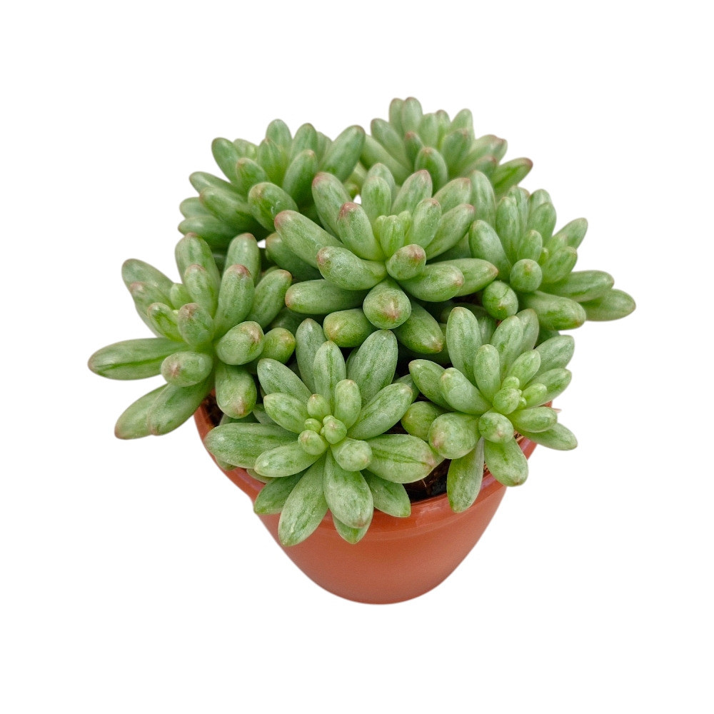 Sedum Rubrotinctum ‘Aurora’ – Pink Aurora Jelly Bean Succulent - Nook & Nature