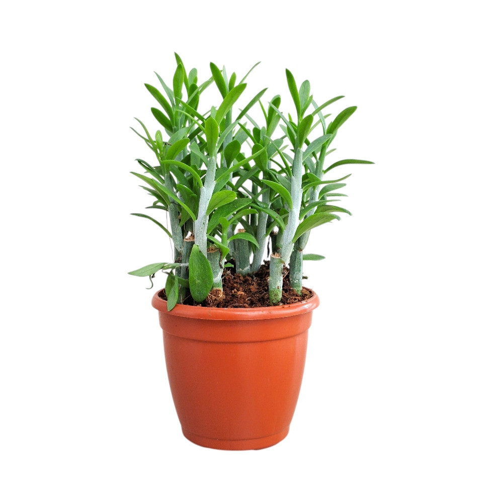 Senecio anteuphorbium – Rare Blue Pencil Succulent | Premium Architectural Plant - Nook & Nature