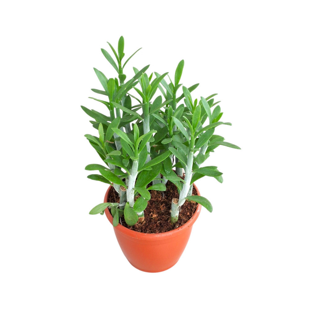 Senecio anteuphorbium – Rare Blue Pencil Succulent | Premium Architectural Plant - Nook & Nature