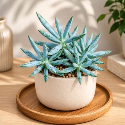 Senecio Aquarine Mt Everest Rare Blue Succulent Premium Collector Plant H2 - Nook & Nature