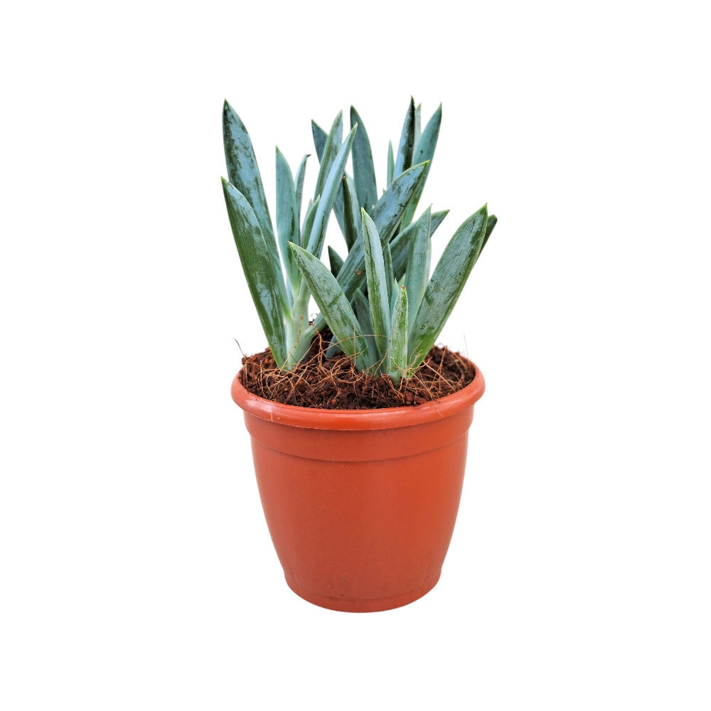Senecio aquarine ‘Mt. Everest’ – Rare Blue Succulent | Premium Collector Plant - Nook & Nature