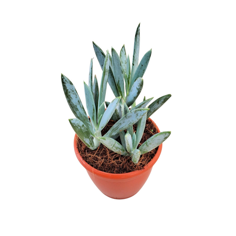 Senecio aquarine ‘Mt. Everest’ – Rare Blue Succulent | Premium Collector Plant - Nook & Nature
