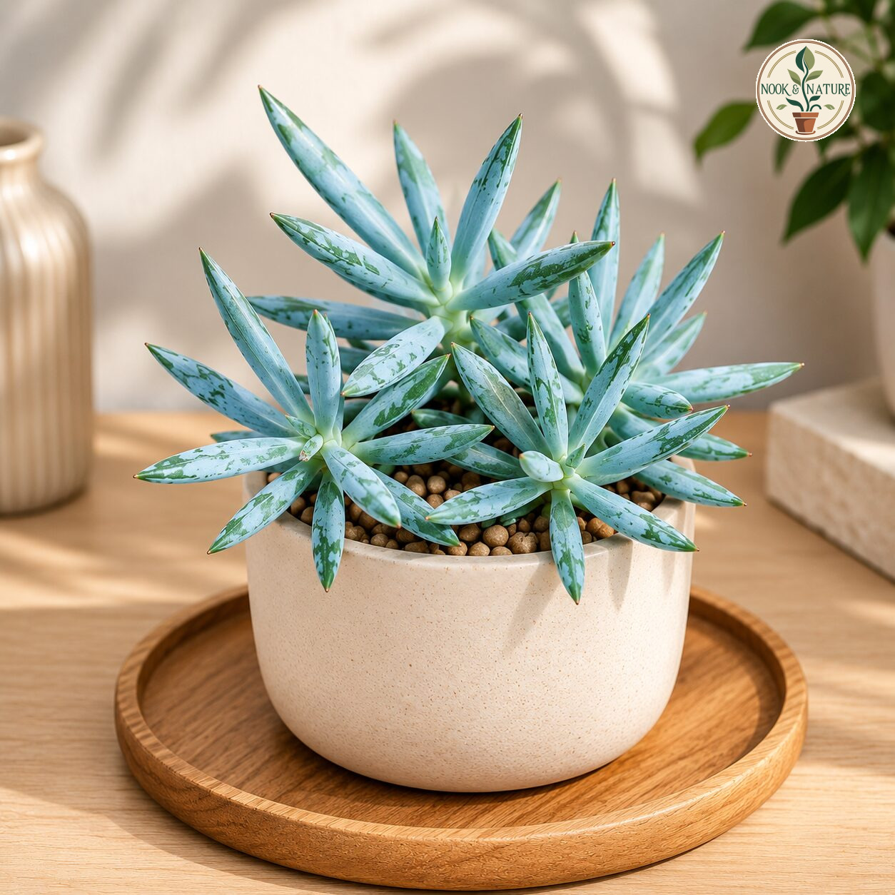 Senecio Aquarine Mt Everest Rare Blue Succulent Premium Collector Plant H2 - Nook & Nature