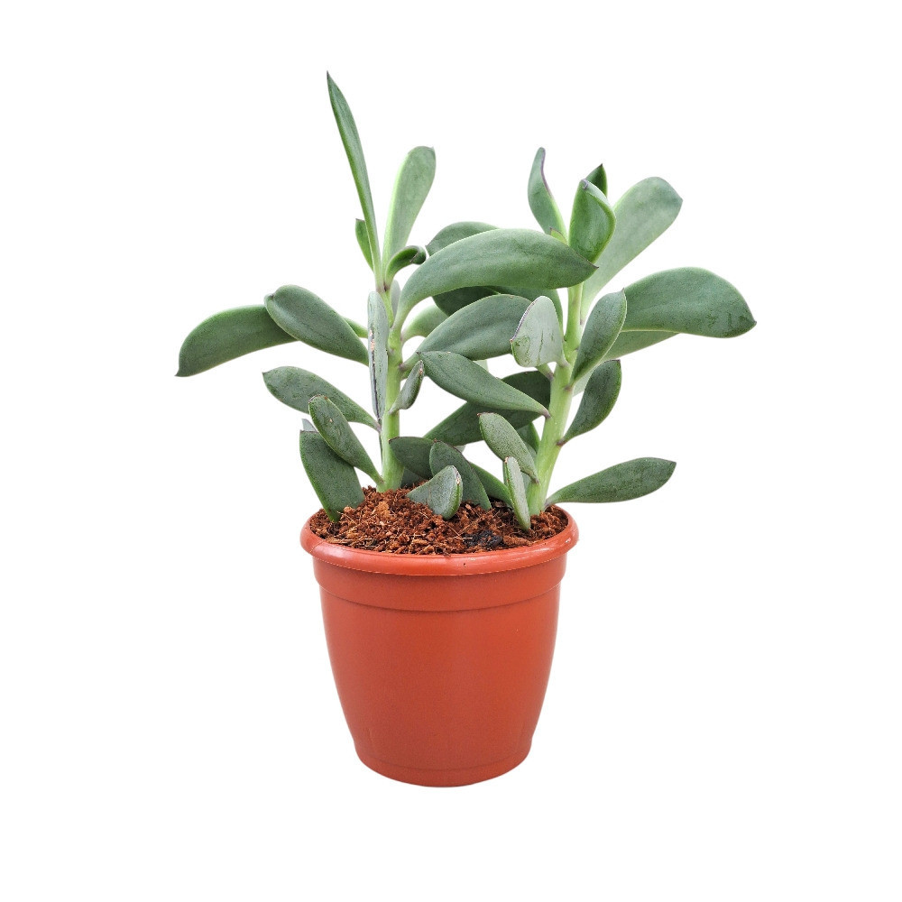 Senecio crassissimus – Vertical Leaf Senecio | Premium Purple Succulent - Nook & Nature