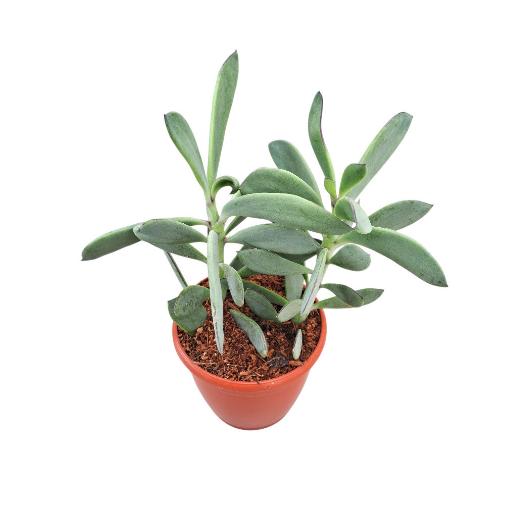 Senecio crassissimus – Vertical Leaf Senecio | Premium Purple Succulent - Nook & Nature