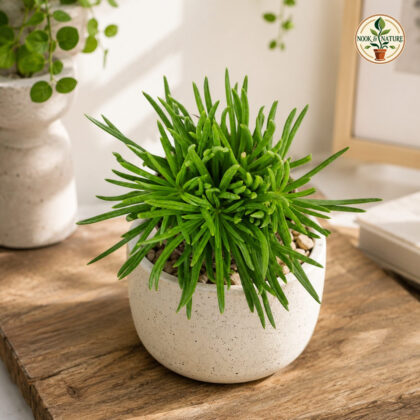 Senecio Ficoides Himalaya Blue Chalk Mountain Succulent H2 - Nook & Nature