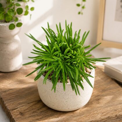 Senecio Ficoides Himalaya Blue Chalk Mountain Succulent H2 - Nook & Nature