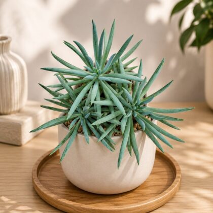 Senecio Ficoides Mt Kilimanjaro Premium Blue Chalk Succulent H2 - Nook & Nature