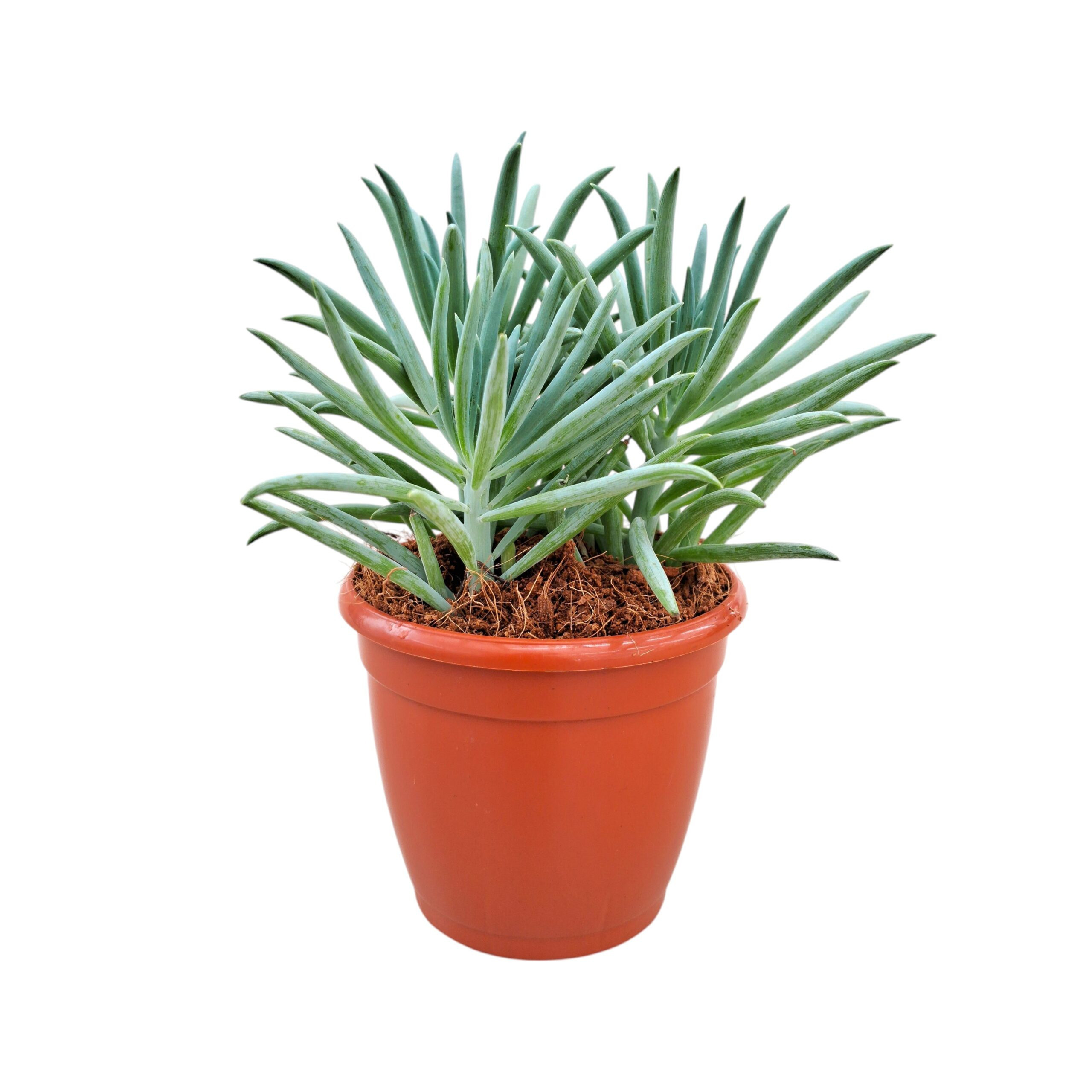 Senecio ficoides ‘Mt. Kilimanjaro’ – Premium Blue Chalk Succulent - Nook & Nature