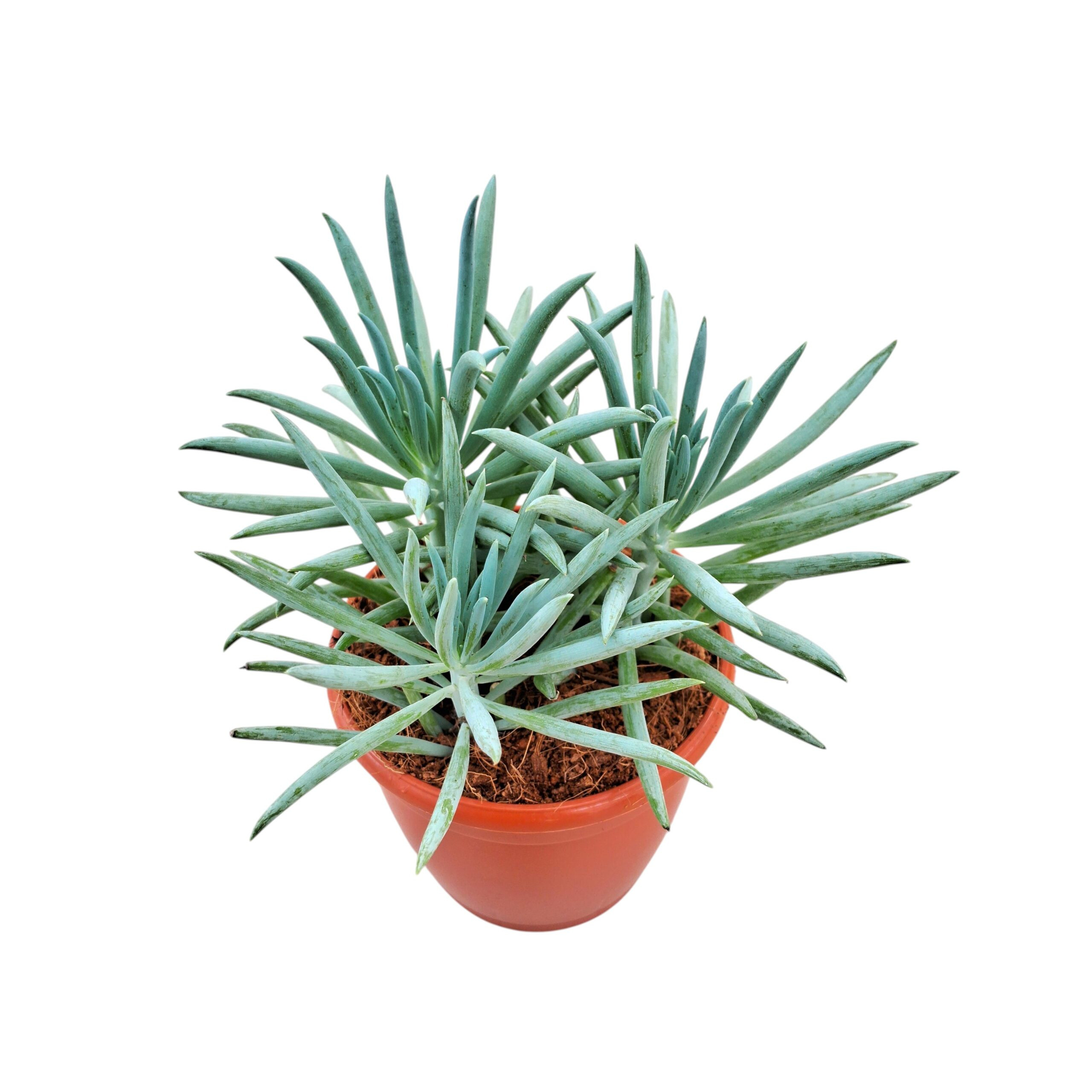 Senecio ficoides ‘Mt. Kilimanjaro’ – Premium Blue Chalk Succulent - Nook & Nature
