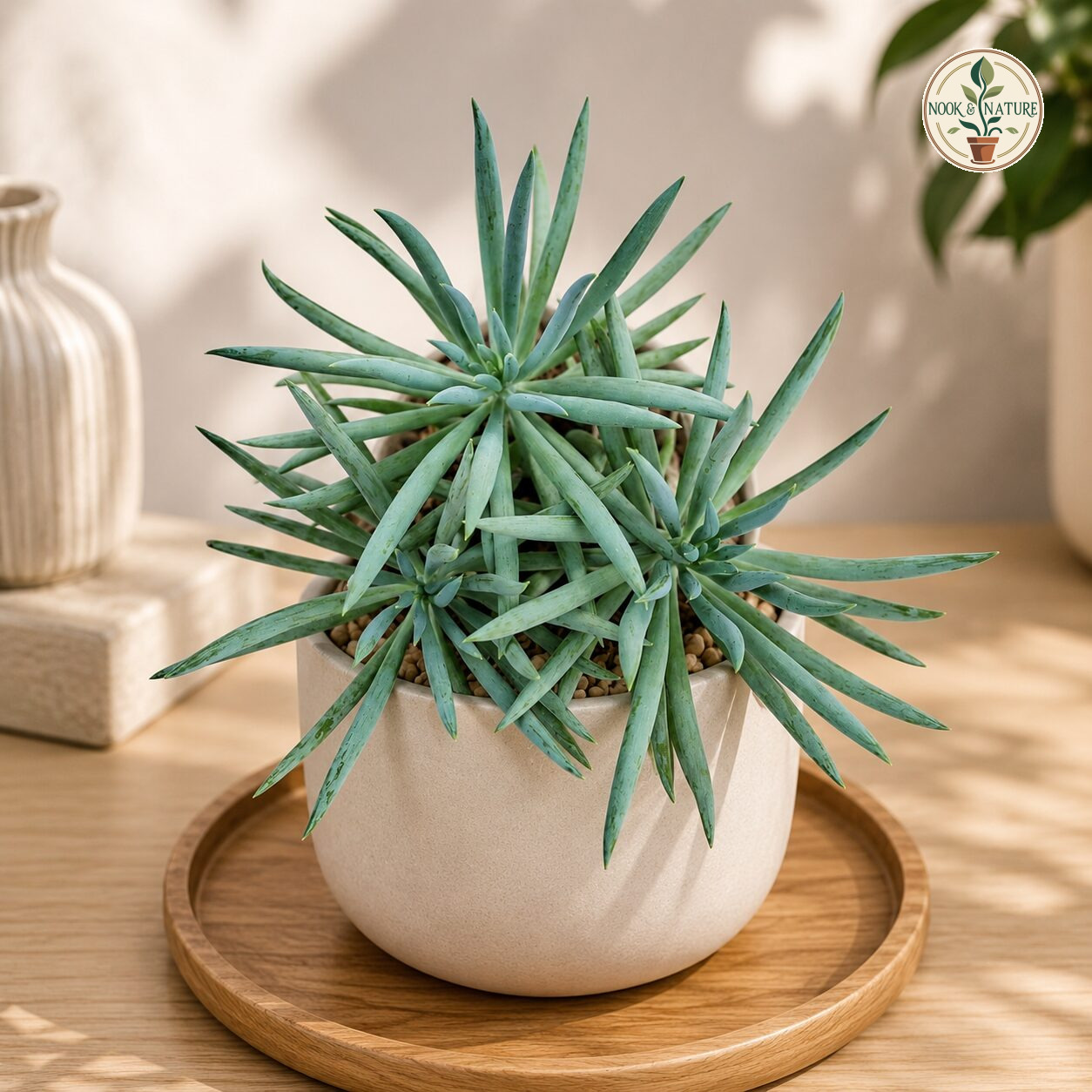 Senecio Ficoides Mt Kilimanjaro Premium Blue Chalk Succulent H2 - Nook & Nature