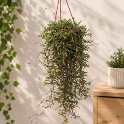 Senecio Herreianus Purple Flush Purple String Of Beads Succulent Micro Hb - Nook & Nature