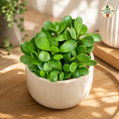 Senecio Jacobsenii Trailing Jade Succulent Micro Hb - Nook & Nature