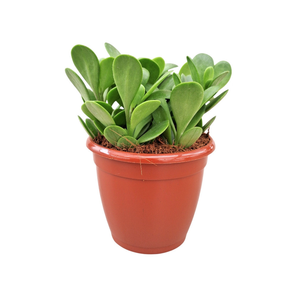 Senecio jacobsenii – Trailing Jade Succulent - Nook & Nature