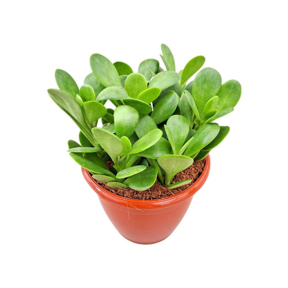 Senecio jacobsenii – Trailing Jade Succulent - Nook & Nature