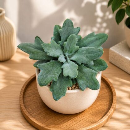 Senecio Kleinia Fulgens Scarlet Kleinia Succulent H2 - Nook & Nature