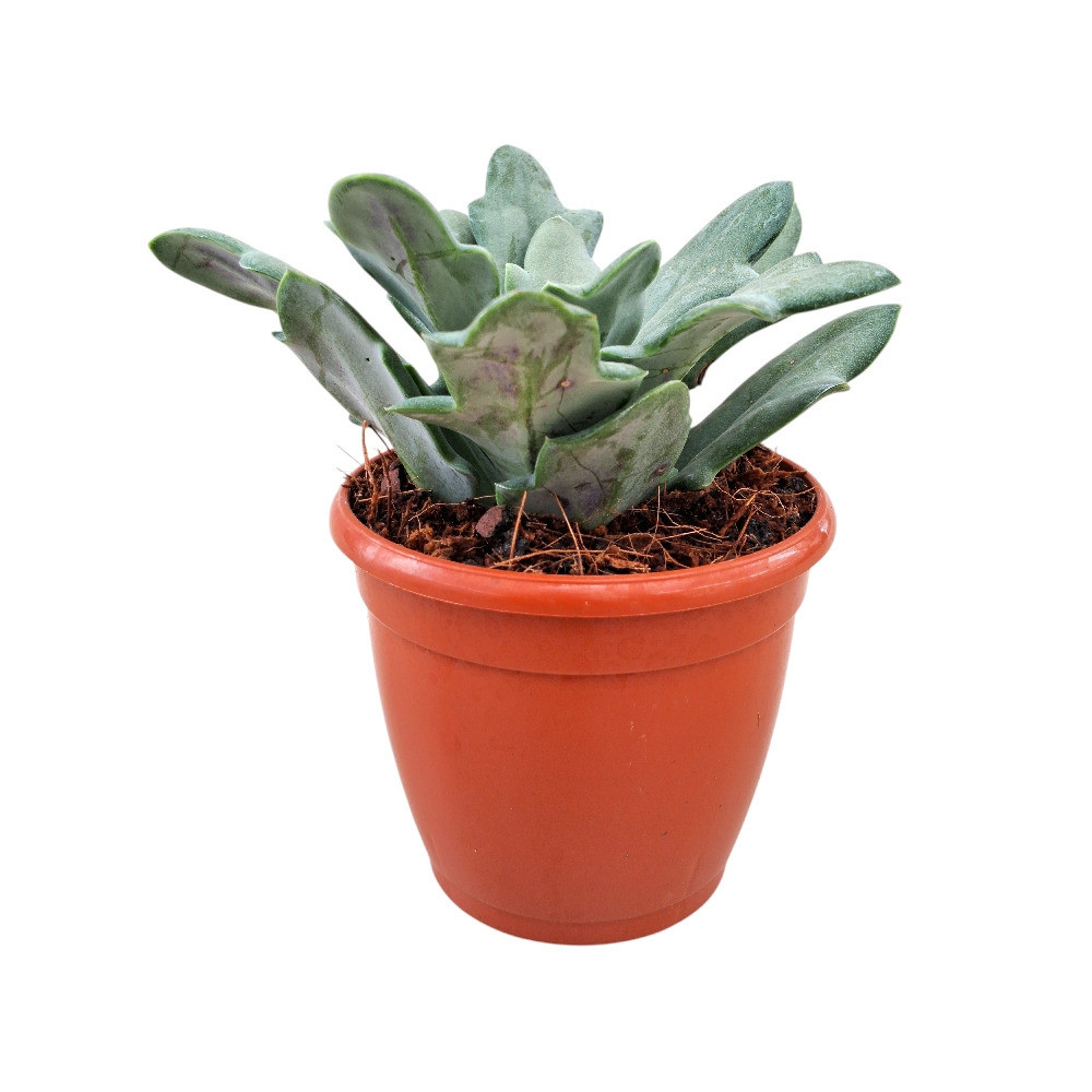 Senecio kleinia fulgens – Scarlet Kleinia Succulent - Nook & Nature