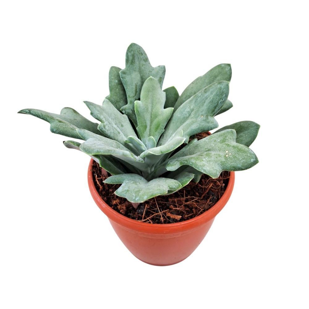 Senecio kleinia fulgens – Scarlet Kleinia Succulent - Nook & Nature