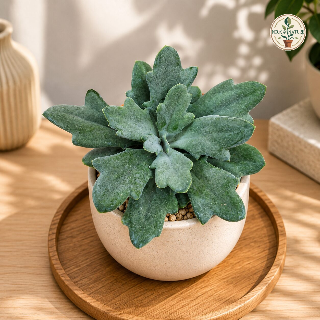 Senecio Kleinia Fulgens Scarlet Kleinia Succulent H2 - Nook & Nature