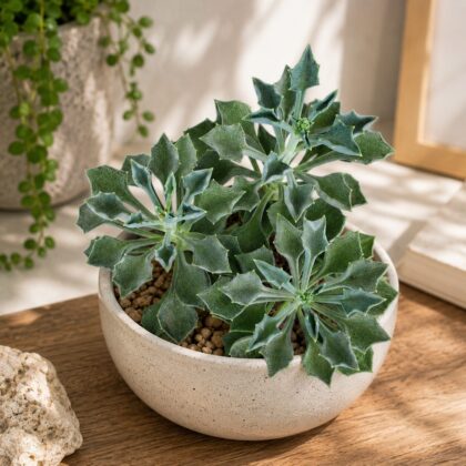 Senecio Kleiniiformis Spear Leaf Succulent H2 - Nook & Nature