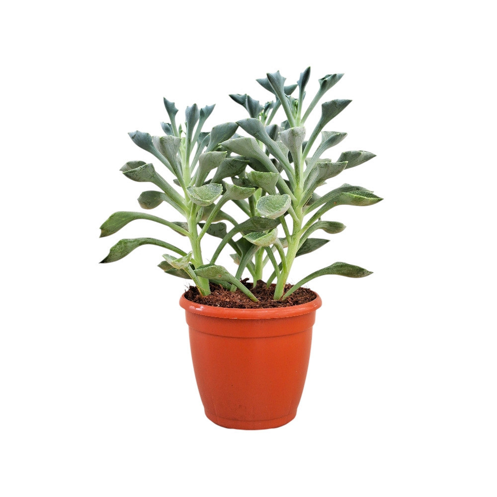 Senecio kleiniiformis – Spear Leaf Succulent - Nook & Nature