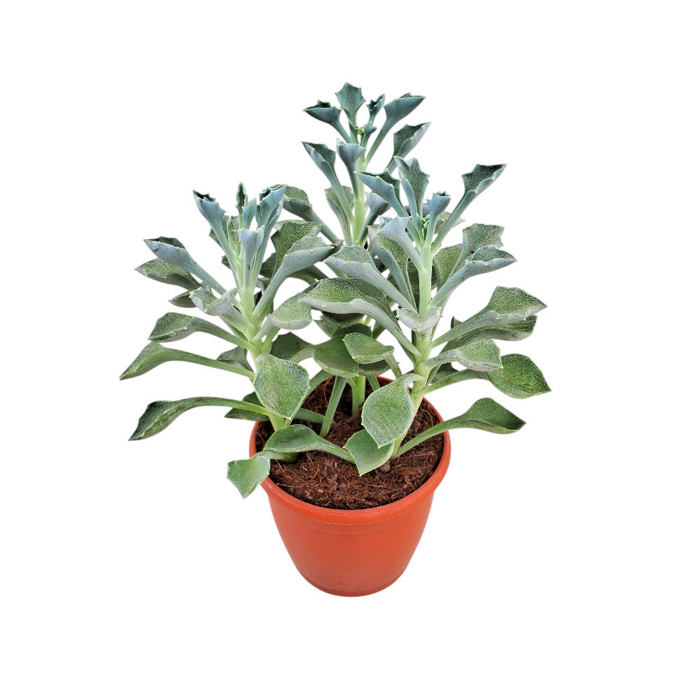 Senecio kleiniiformis – Spear Leaf Succulent - Nook & Nature