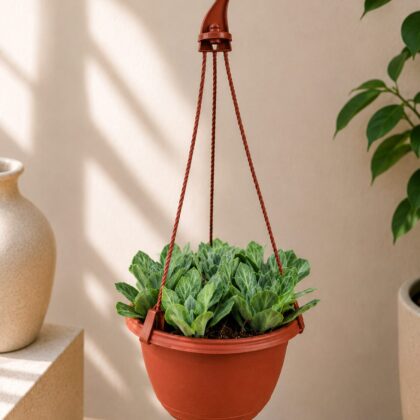 Senecio Obovatus Green Spoon Leaf Succulent H2 - Nook & Nature