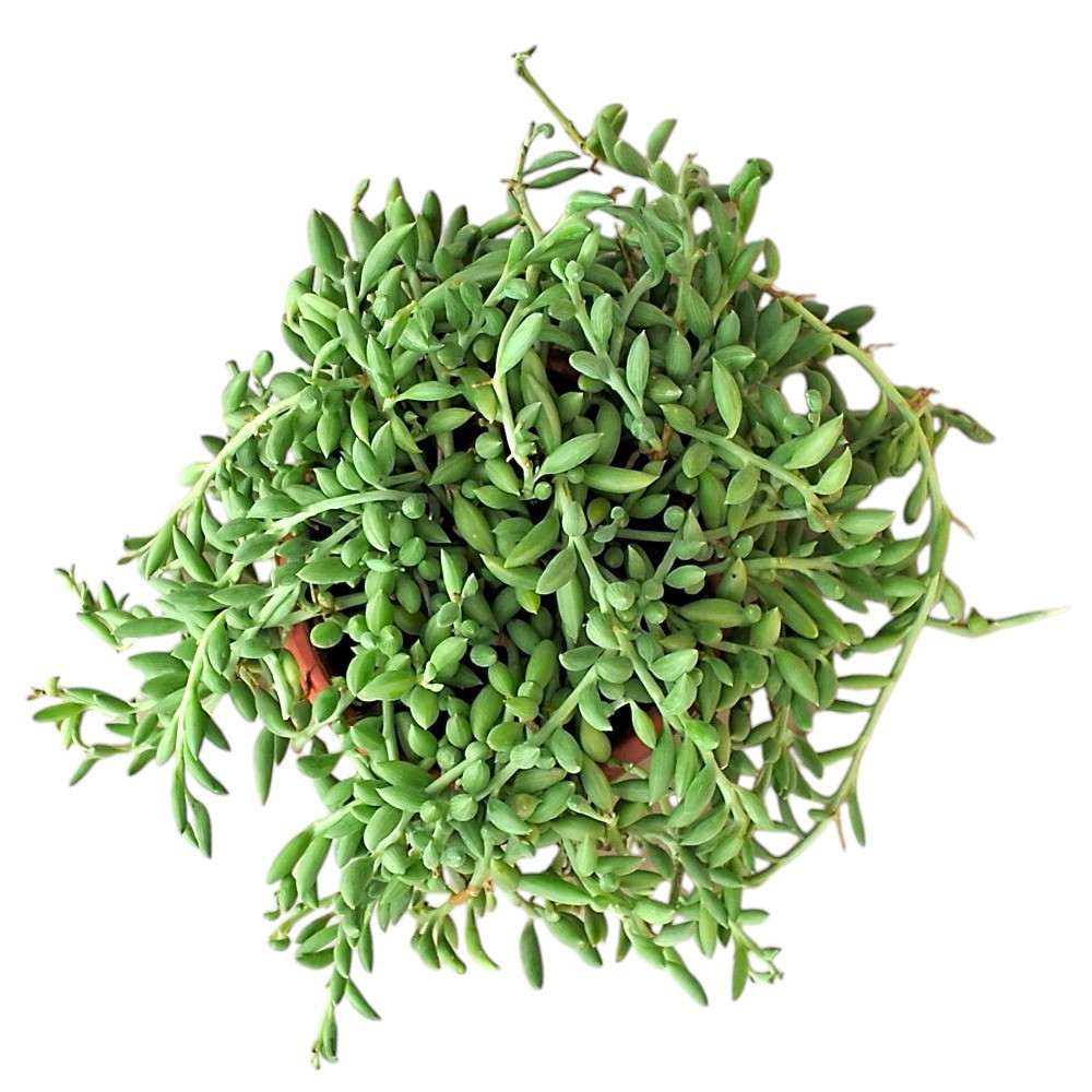 Senecio radicans ‘String of Bananas’ – Cascading Banana Succulent - Nook & Nature