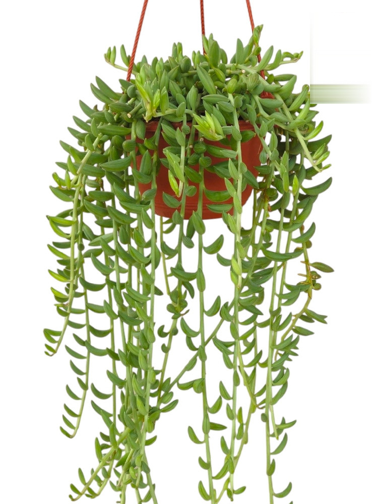 Senecio radicans ‘String of Bananas’ – Cascading Banana Succulent - Nook & Nature
