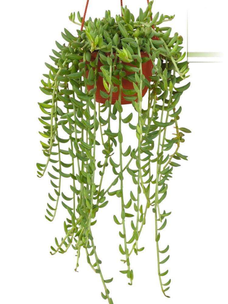 Senecio radicans ‘String of Bananas’ – Cascading Banana Succulent - Nook & Nature
