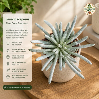 Senecio Scaposus Silver Coral Succulent H2 - Nook & Nature