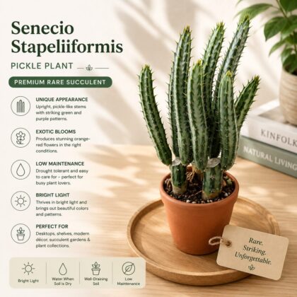 Senecio stapeliiformis – Pickle Plant | Premium Rare Succulent - Nook & Nature