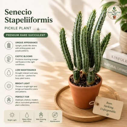 Senecio stapeliiformis – Pickle Plant | Premium Rare Succulent - Nook & Nature