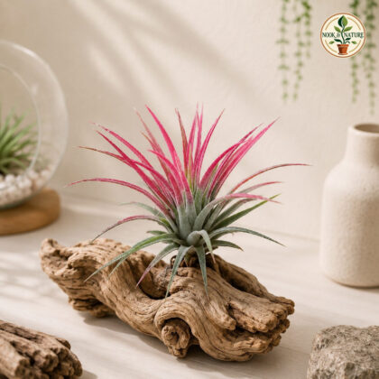 Tillandsia Ionantha - Nook & Nature