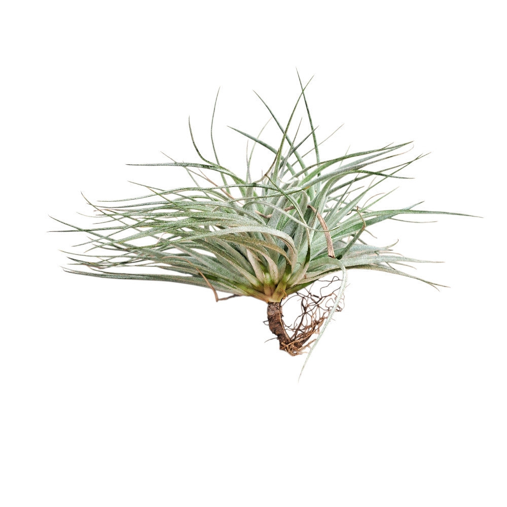 Tillandsia secunda ‘Silver’ - Nook & Nature