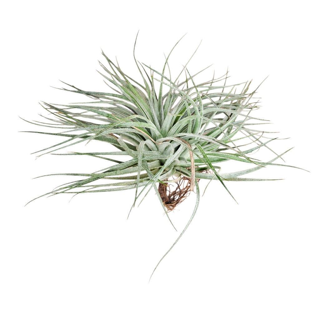 Tillandsia secunda ‘Silver’ - Nook & Nature
