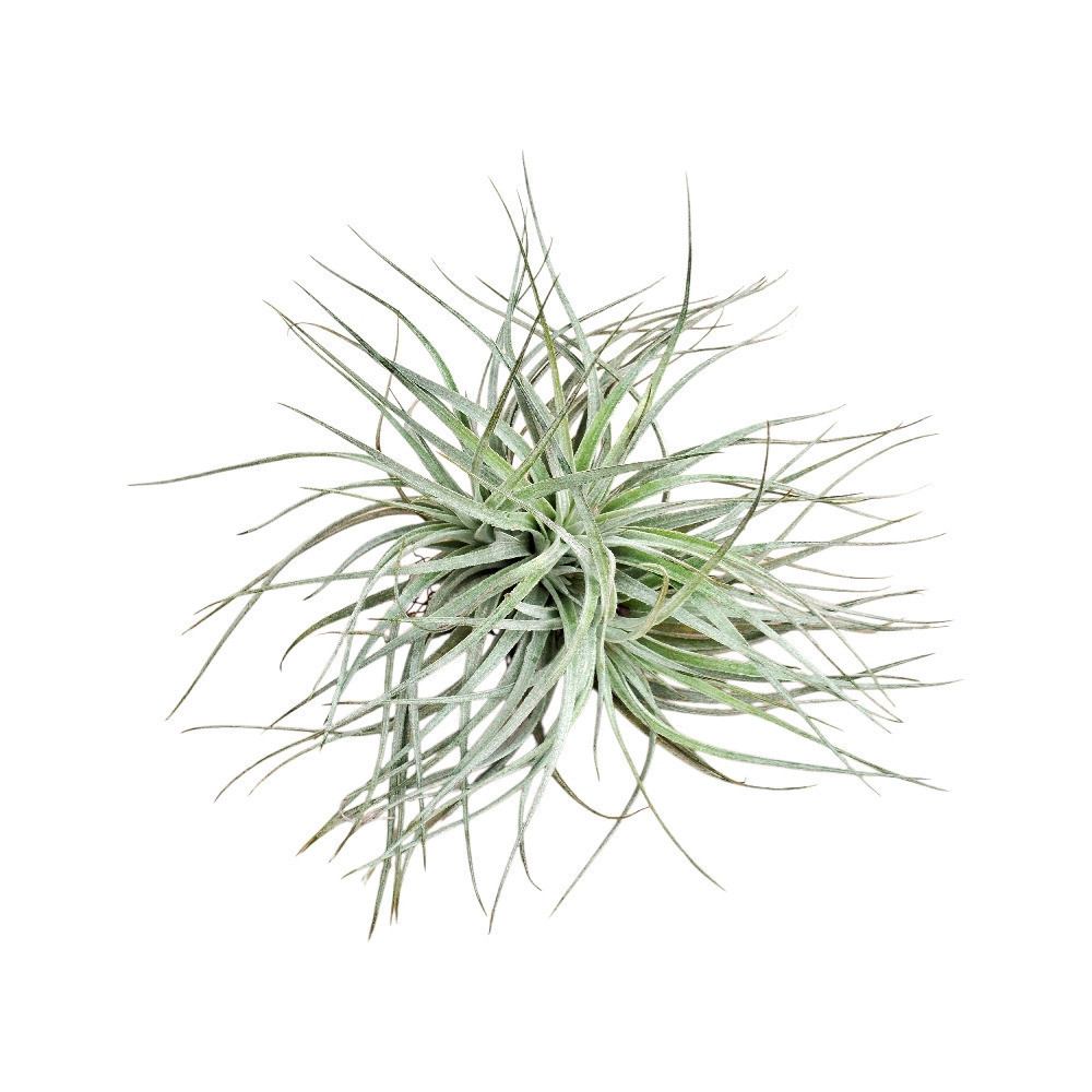 Tillandsia secunda ‘Silver’ - Nook & Nature
