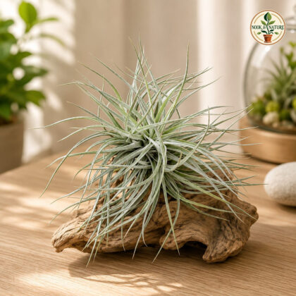 Tillandsia Secunda Silver Plants - Nook & Nature